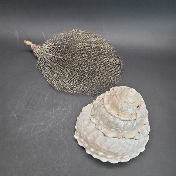Vintage Shell Large Turbin Conk and Dried Sea Grass Sea Fan Seaside Decor PR122 - Picture 7 of 8